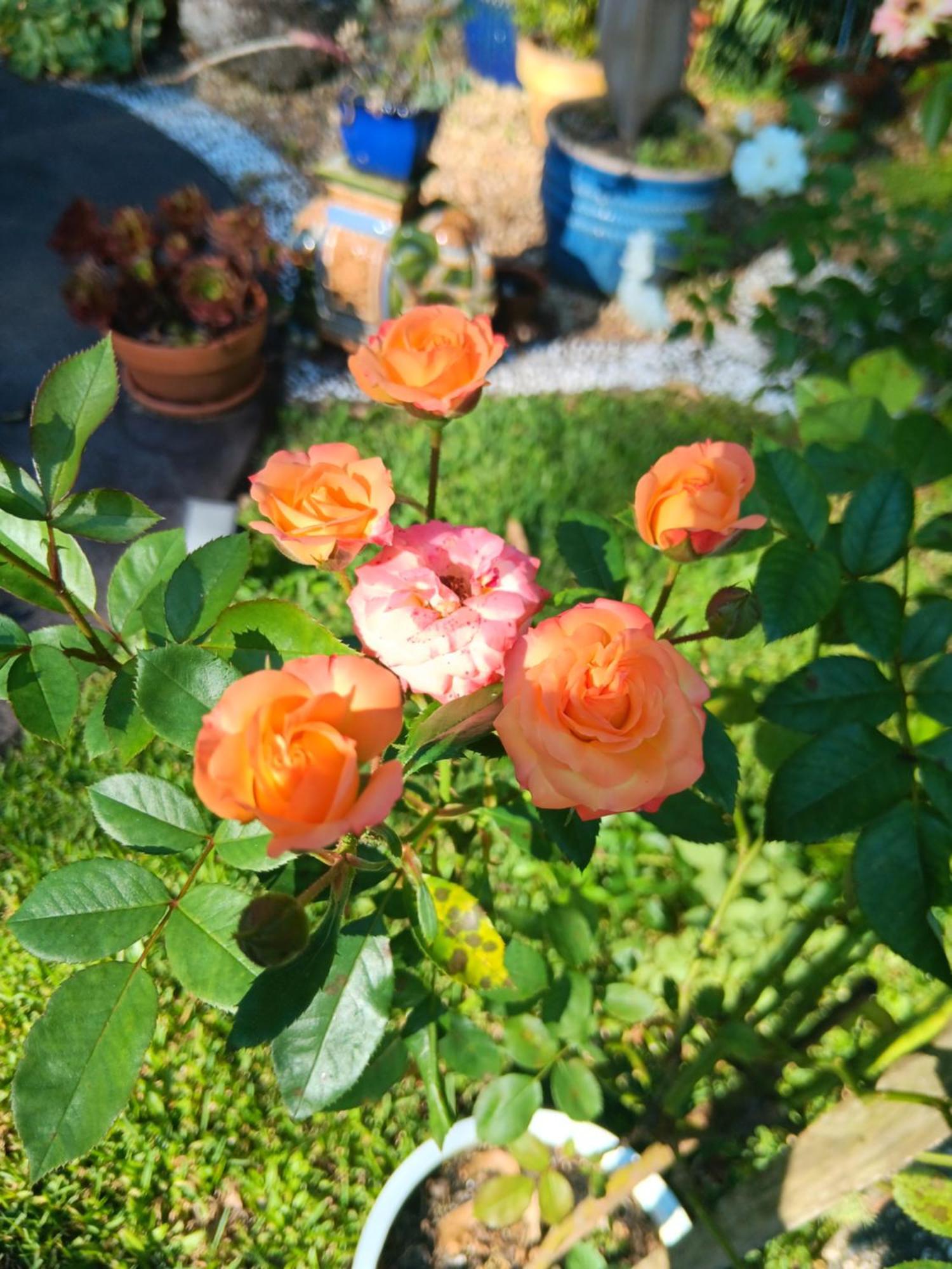 Mapleton Peaceful Provence Bnb Exteriör bild